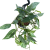 epipremnum cebu blue (1).png