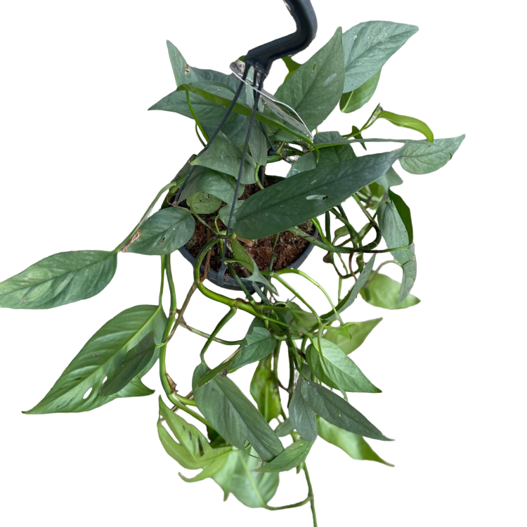 epipremnum cebu blue (1).png