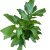 Caryota mitis (Kariota łagodna Palma orzechowa) (1).png