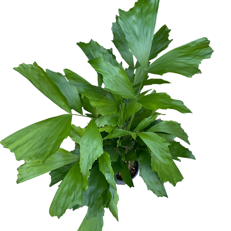 Caryota mitis (Kariota łagodna Palma orzechowa) (1).png