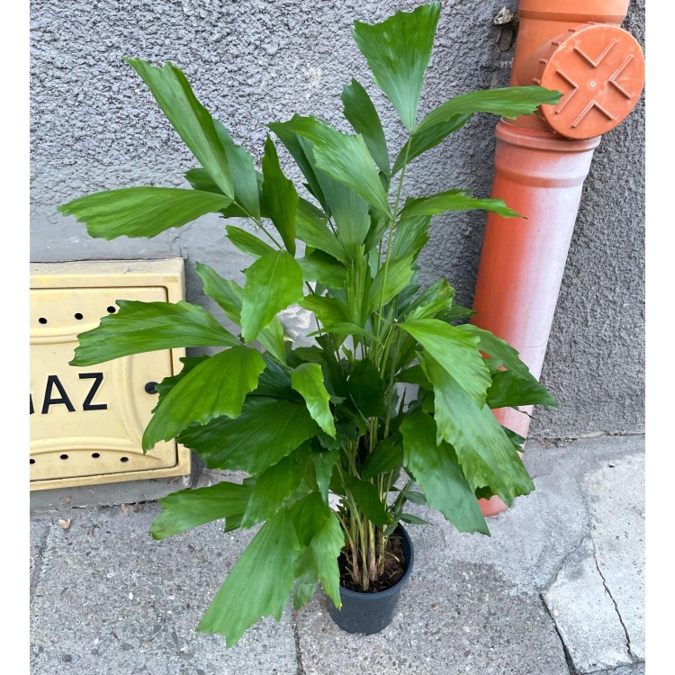 Caryota mitis (Kariota łagodna Palma orzechowa) (9).jpg
