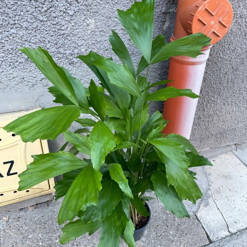 Caryota mitis (Kariota łagodna Palma orzechowa) (7).jpg