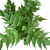 Cyrtomium fortunei clivicola (1).png