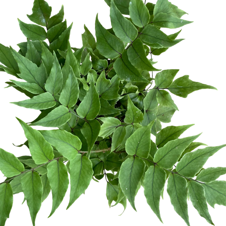 Cyrtomium fortunei clivicola (1).png