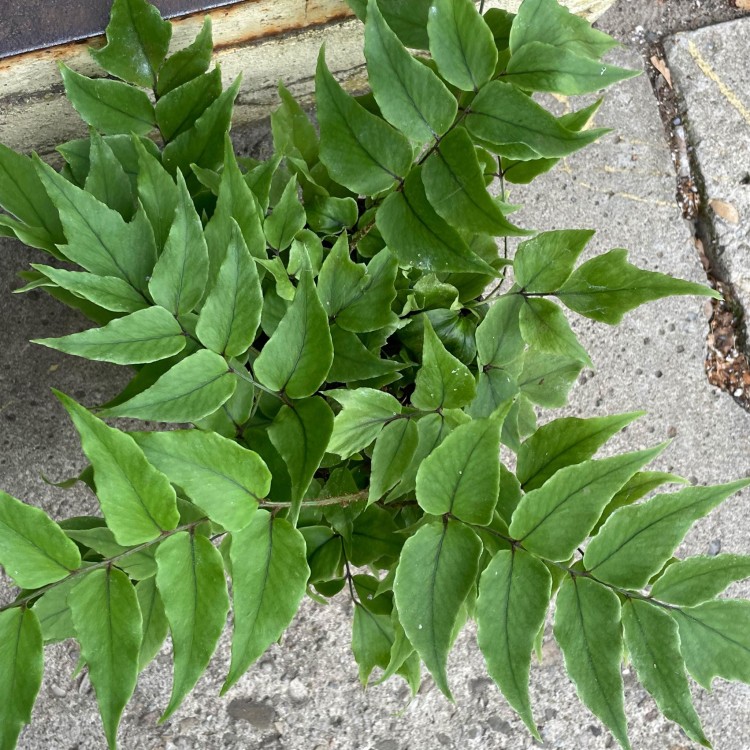 Cyrtomium fortunei clivicola (1).jpg