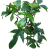 ilodendron  Philodendron Green Beauty (1).png