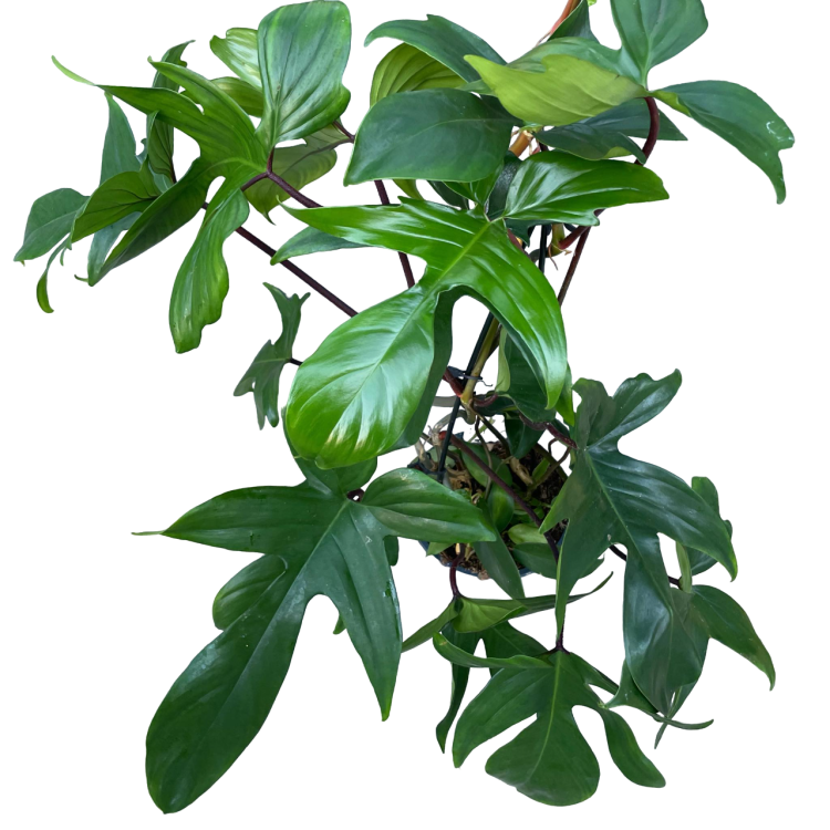 ilodendron  Philodendron Green Beauty (1).png