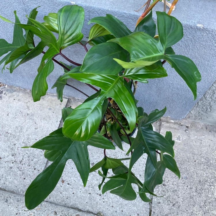 ilodendron  Philodendron Green Beauty (2).jpg