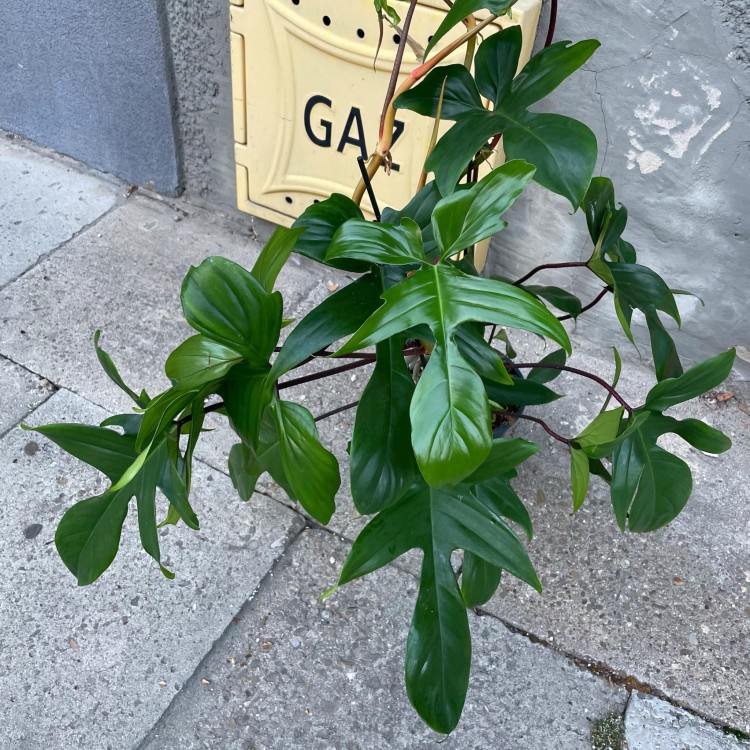 ilodendron  Philodendron Green Beauty (3).jpg