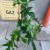ilodendron  Philodendron Green Beauty (4).jpg
