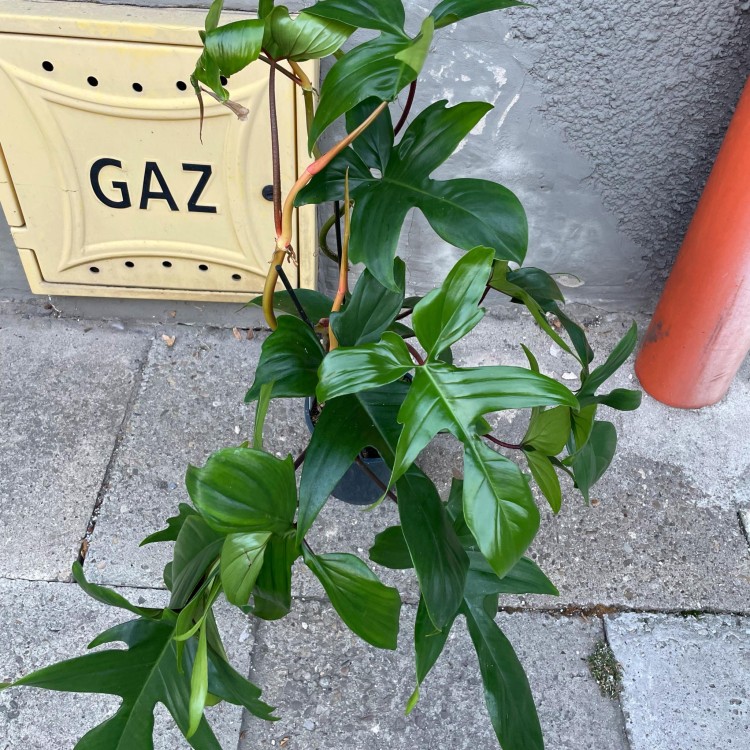 ilodendron  Philodendron Green Beauty (4).jpg