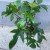 ilodendron  Philodendron Green Beauty (5).jpg