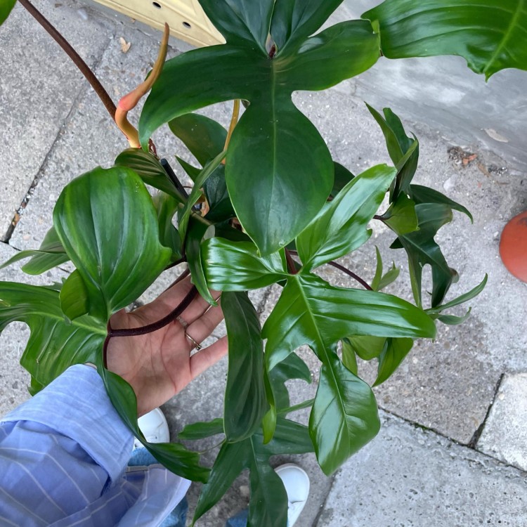 ilodendron  Philodendron Green Beauty (1).jpg