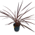 cordyline red star  kordylina (1).png