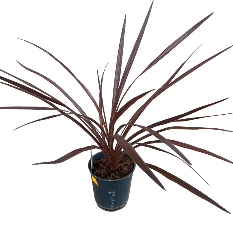 cordyline red star  kordylina (1).png