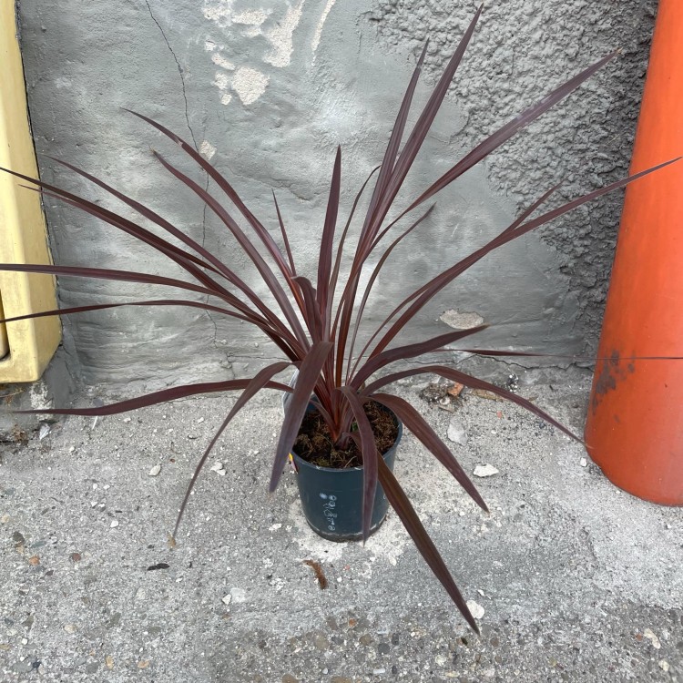 cordyline red star  kordylina (7).jpg