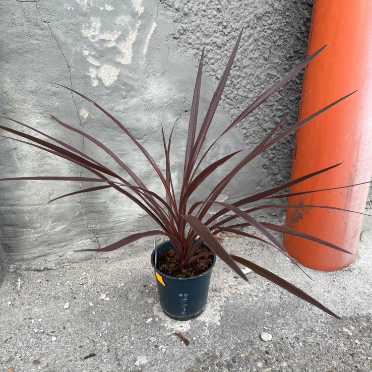 cordyline red star  kordylina (8).jpg