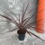 cordyline red star  kordylina (9).jpg