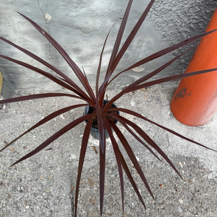 cordyline red star  kordylina (6).jpg