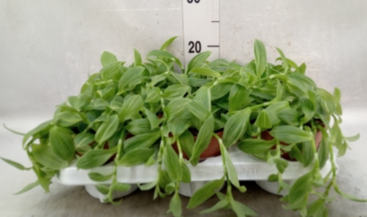 Zrzut ekranu 2024-09-14 072726.png