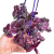 Trzykrotka fioletowa Tradescantia zebrina  (1).png
