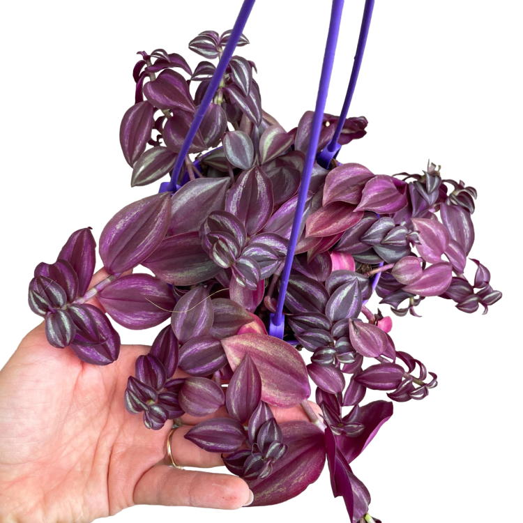 Trzykrotka fioletowa Tradescantia zebrina  (1).png