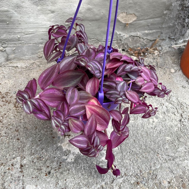 Trzykrotka fioletowa Tradescantia zebrina  (2).jpg
