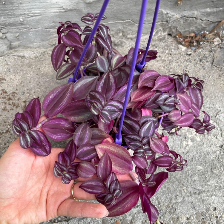 Trzykrotka fioletowa Tradescantia zebrina  (3).jpg