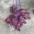 Trzykrotka fioletowa Tradescantia zebrina  (1).jpg