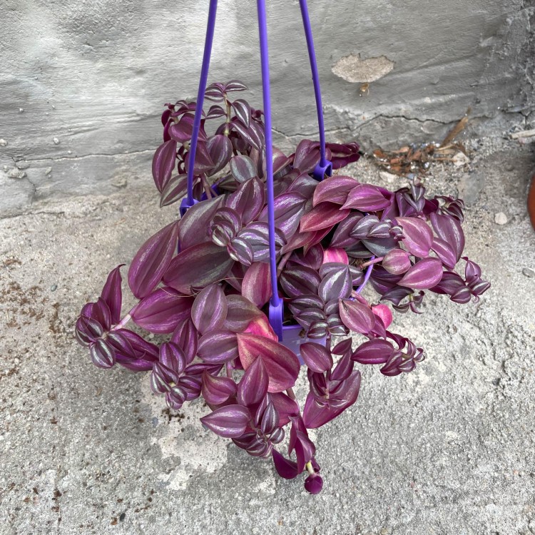 Trzykrotka fioletowa Tradescantia zebrina  (1).jpg