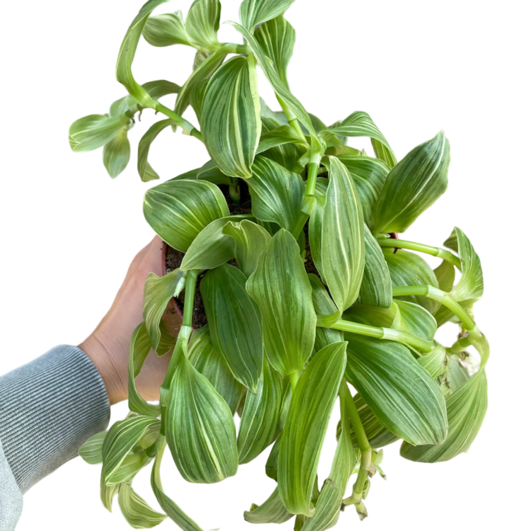 Trzykrotka Wężykowata  (1).png