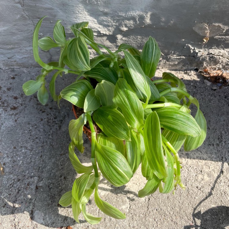 Trzykrotka Wężykowata  (1).jpg