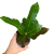 kroton codiaeum excellent  (1).png
