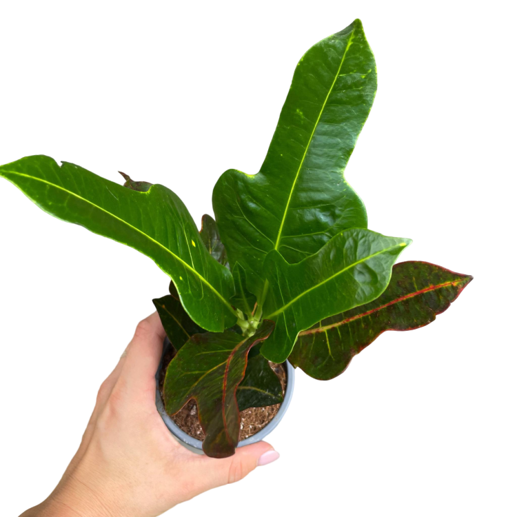 kroton codiaeum excellent  (1).png