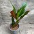 kroton codiaeum excellent  (8).jpg
