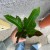 kroton codiaeum excellent  (9).jpg