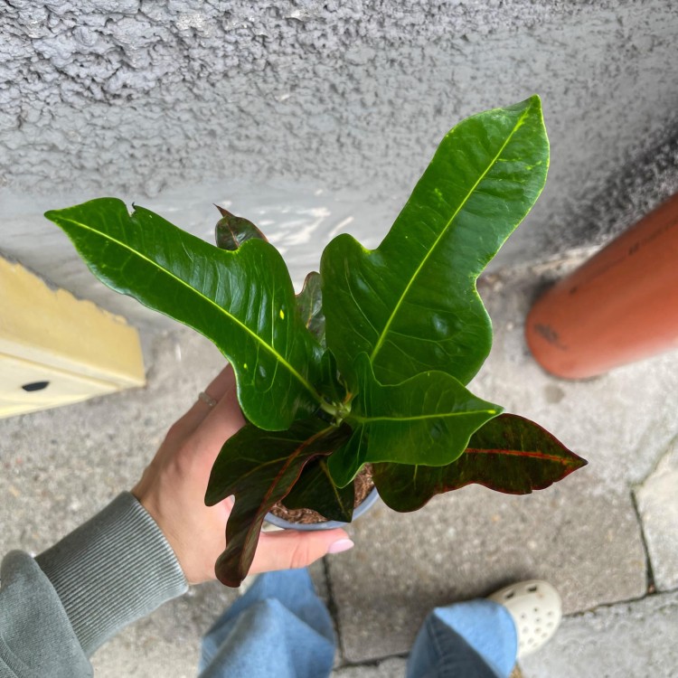 kroton codiaeum excellent  (9).jpg