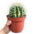 Echinocactus grusonii (1).png