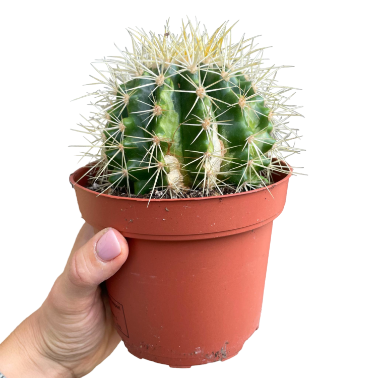 Echinocactus grusonii (1).png