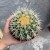 Echinocactus grusonii (2).jpg