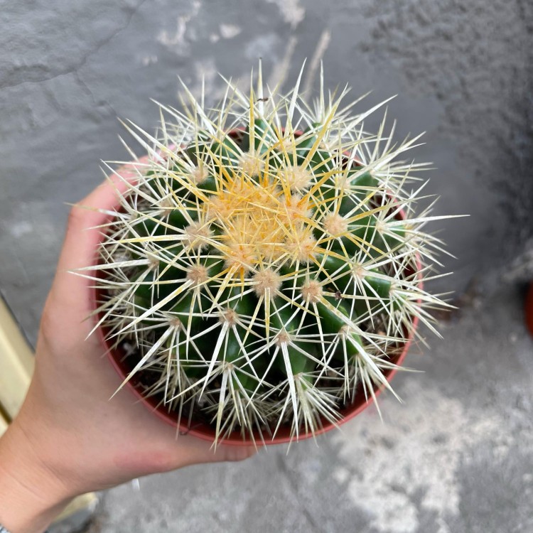 Echinocactus grusonii (2).jpg