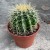 Echinocactus grusonii (3).jpg