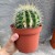 Echinocactus grusonii (4).jpg