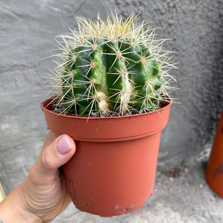 Echinocactus grusonii (4).jpg