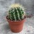 Echinocactus grusonii (5).jpg
