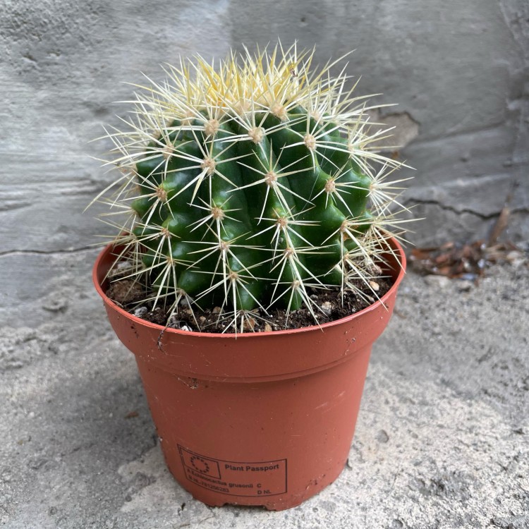 Echinocactus grusonii (5).jpg
