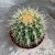 Echinocactus grusonii (1).jpg