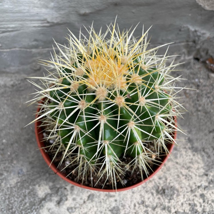 Echinocactus grusonii (1).jpg
