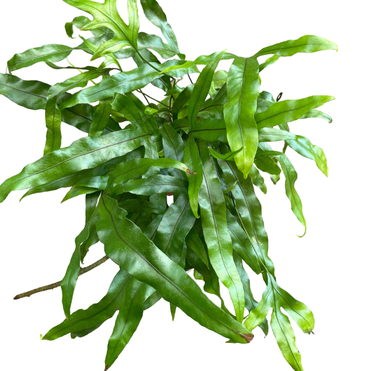 Microsorum diversifolium (1).png