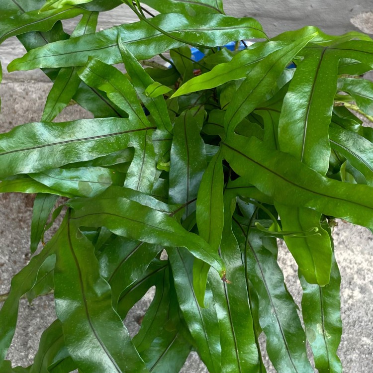 Microsorum diversifolium (2).jpg